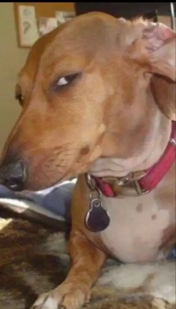 ảnh Meme dog 20