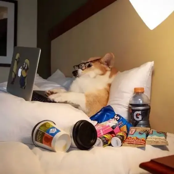 ảnh Meme dog 21