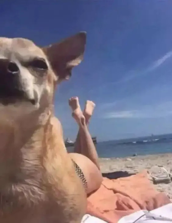 ảnh Meme dog 23