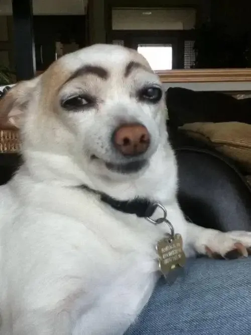 ảnh Meme dog 38