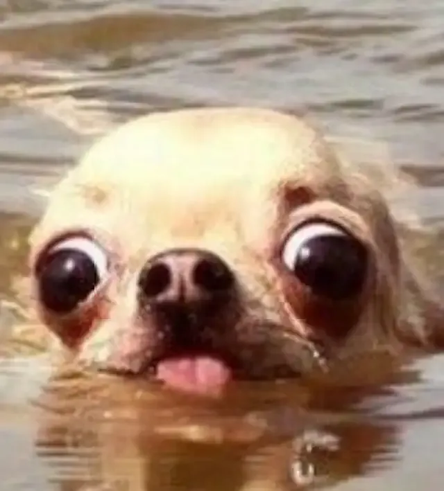 ảnh Meme dog 6