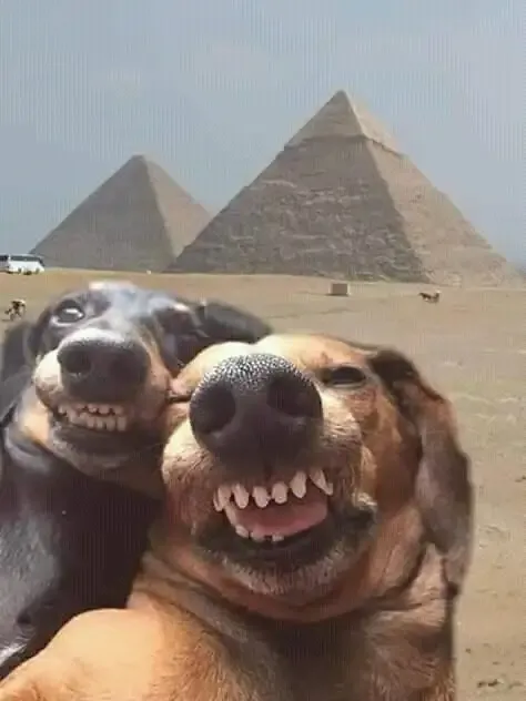 ảnh Meme dog 24