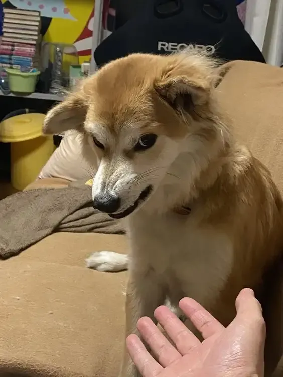 ảnh Meme dog 39