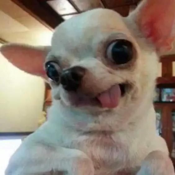 ảnh Meme dog 26