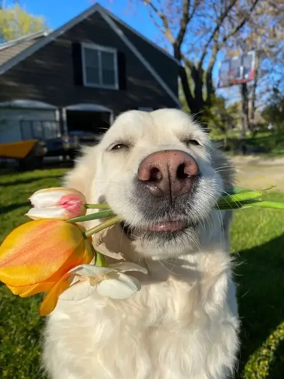ảnh Meme dog 27