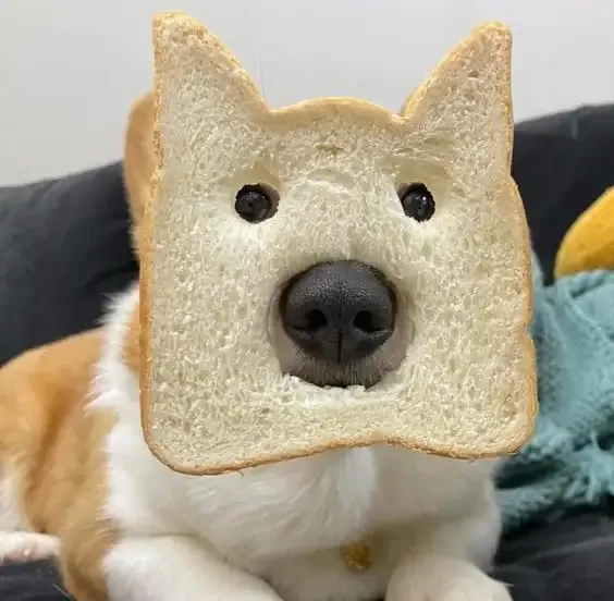 ảnh Meme dog 40