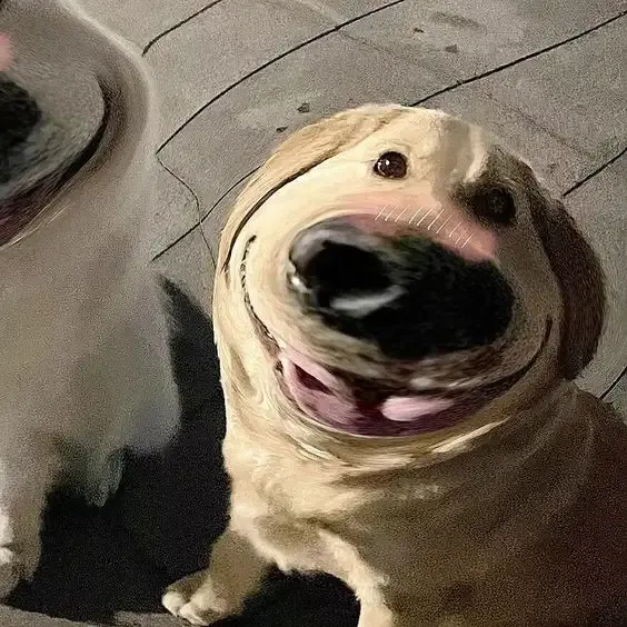 ảnh Meme dog 41