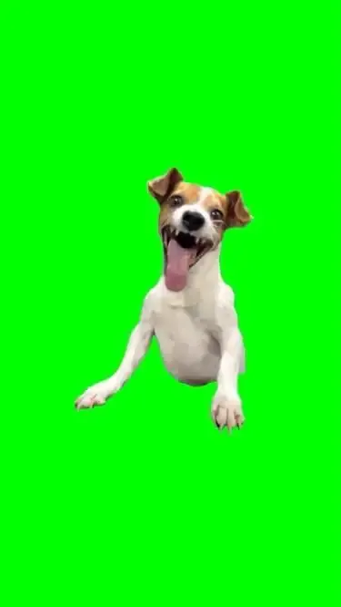 ảnh Meme dog 29