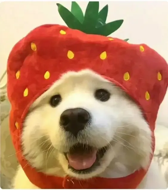 ảnh Meme dog 42