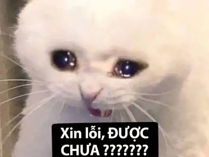  ảnh meme dỗi 4