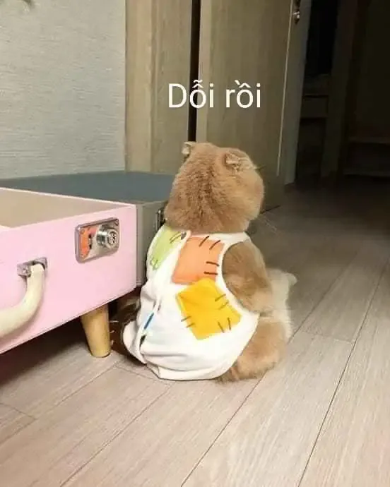  ảnh meme dỗi 5