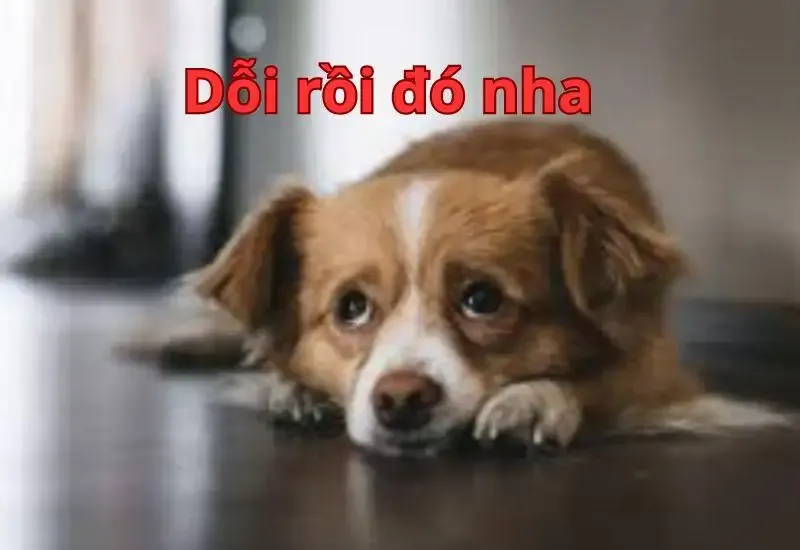  ảnh meme dỗi 21
