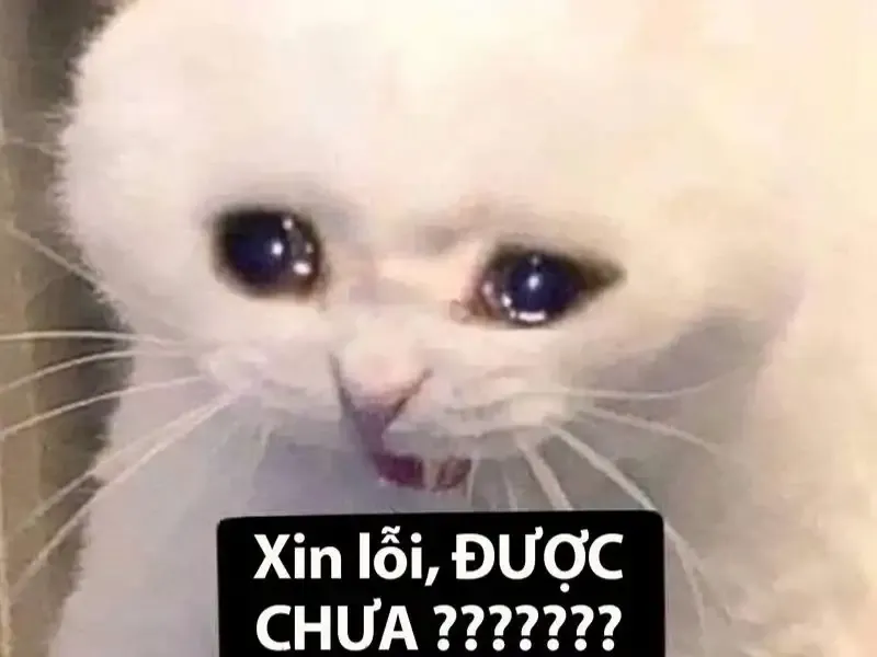  ảnh meme dỗi 28