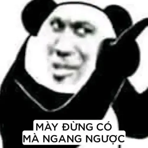 tập ảnh meme gấu 1