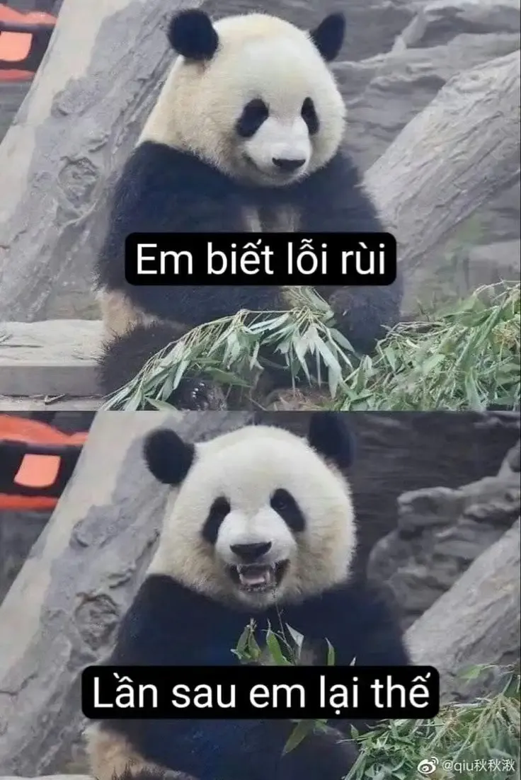 tập ảnh meme gấu 12