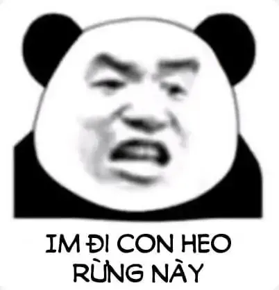 tập ảnh meme gấu 19