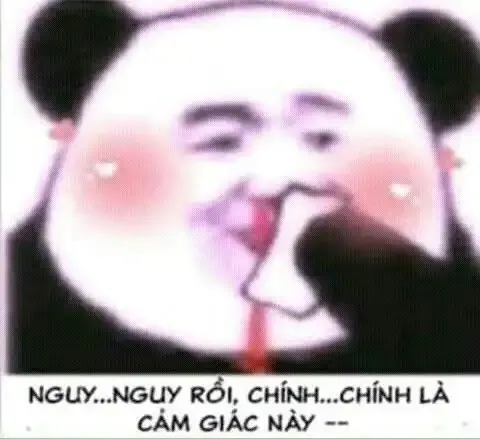 tập ảnh meme gấu 22