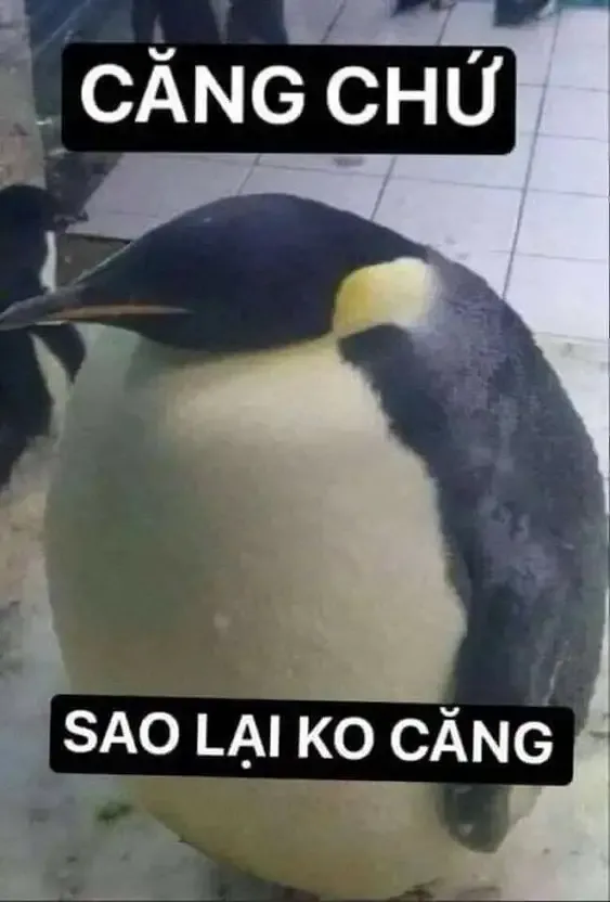 ảnh Meme hài 29