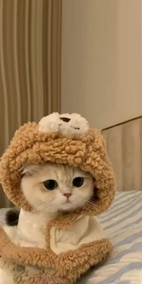 ảnh meme làm hình nền 23