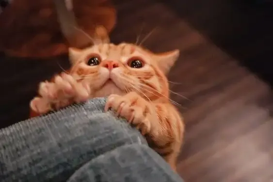 ảnh meme làm hình nền 41