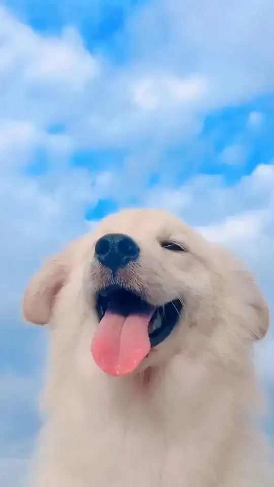 ảnh meme làm hình nền 29