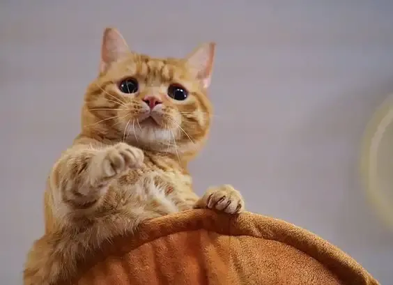 ảnh meme làm hình nền 43