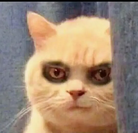 ảnh meme mèo 32