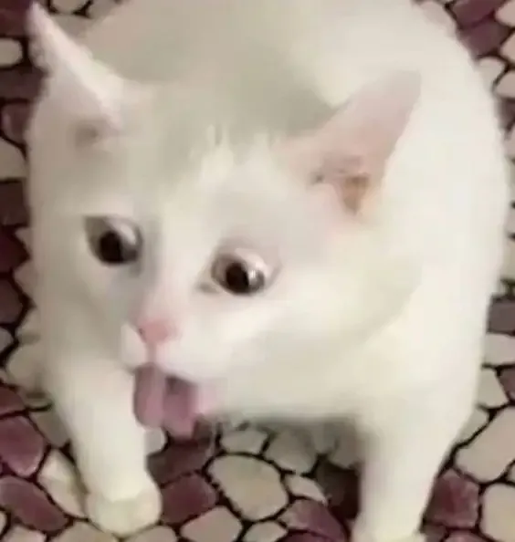 ảnh meme mèo 8