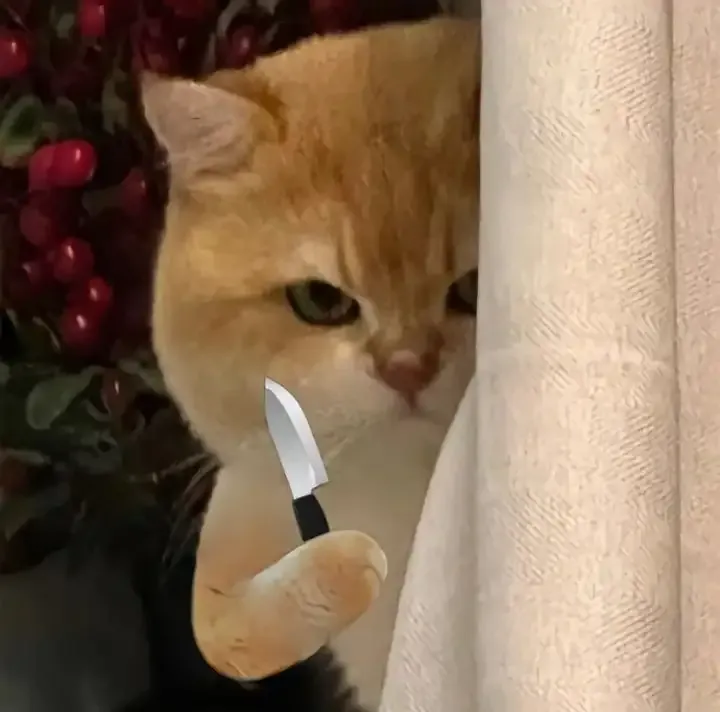 ảnh meme mèo 1