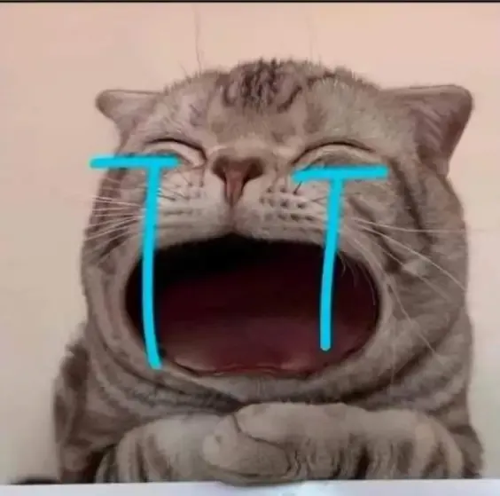 ảnh meme mèo 2