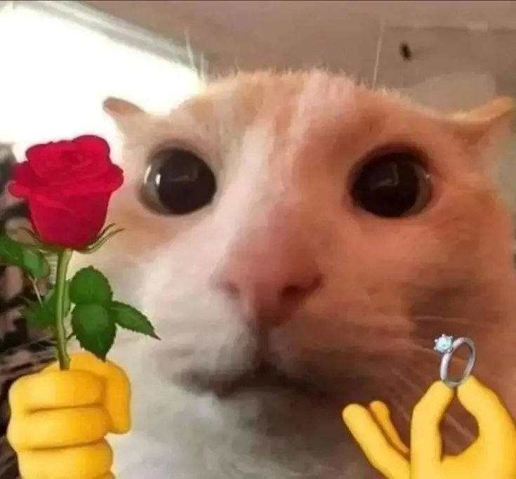 ảnh meme mèo 3