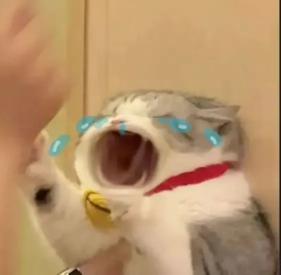 ảnh meme mèo 33