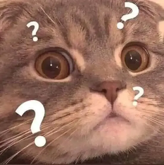 ảnh meme mèo 4