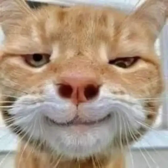 ảnh meme mèo 35