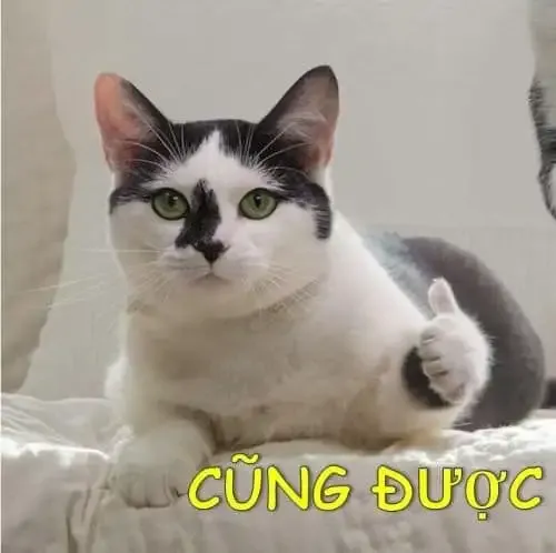 ảnh meme mèo 13