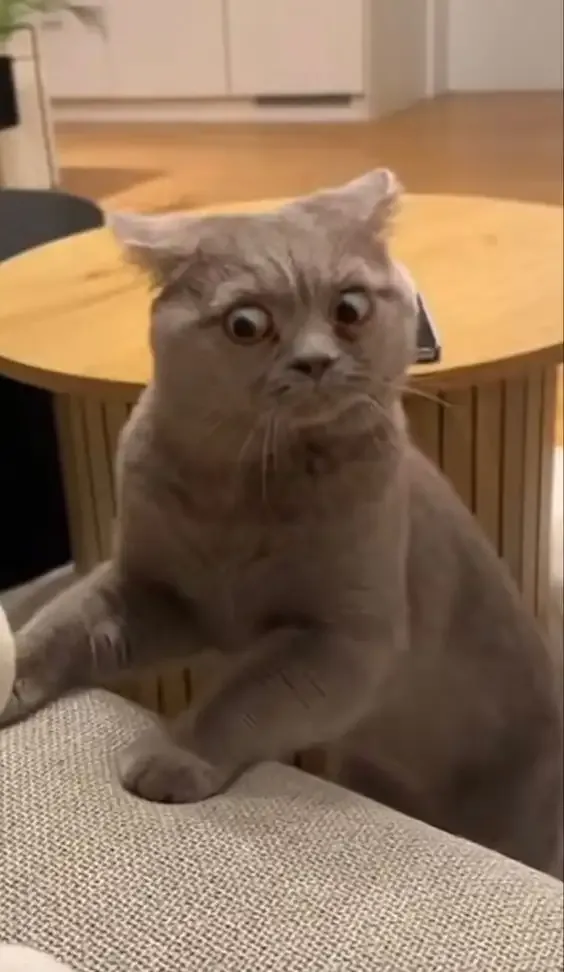 ảnh meme mèo 17