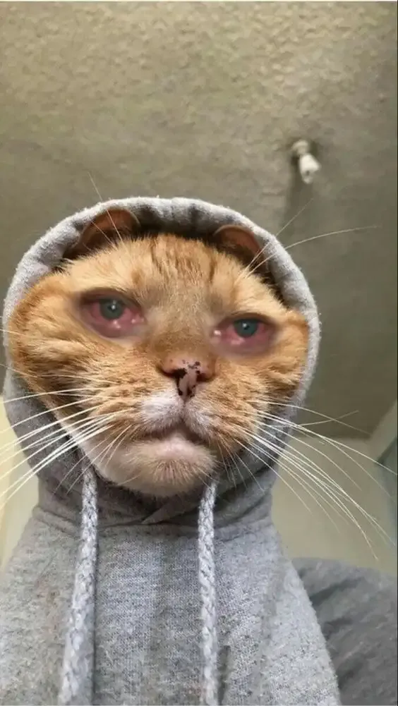 ảnh meme mèo 36