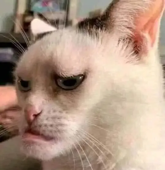 ảnh meme mèo 6