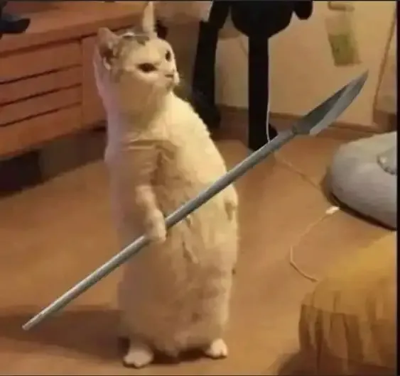 ảnh meme mèo 19
