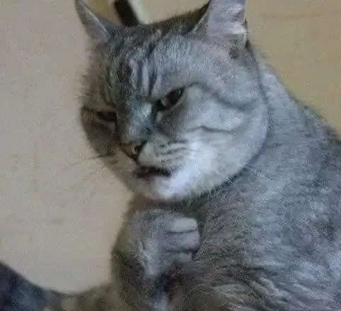 ảnh meme mèo 40