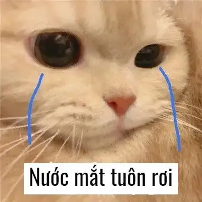 ảnh meme mèo 44
