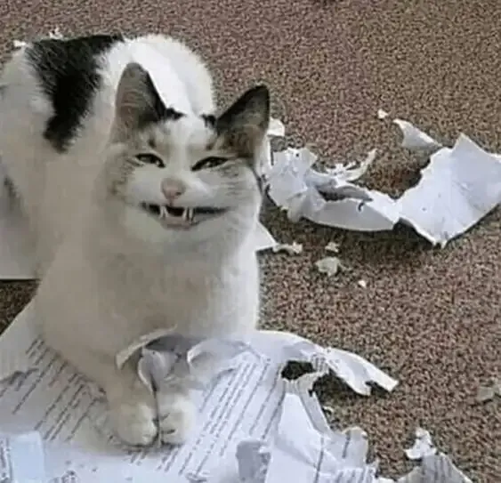 ảnh meme mèo 24