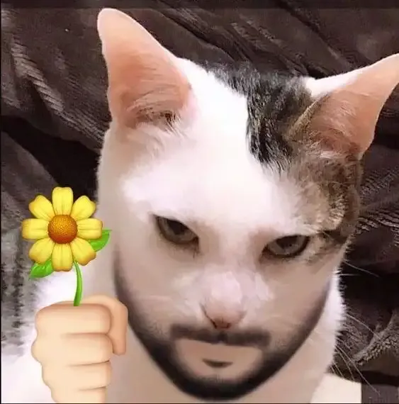 ảnh meme mèo 26