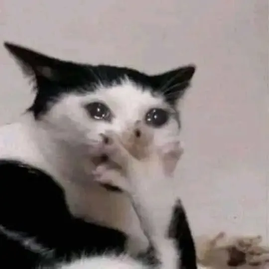 ảnh meme mèo 28