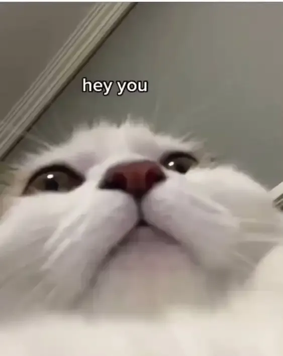 ảnh meme mèo 47