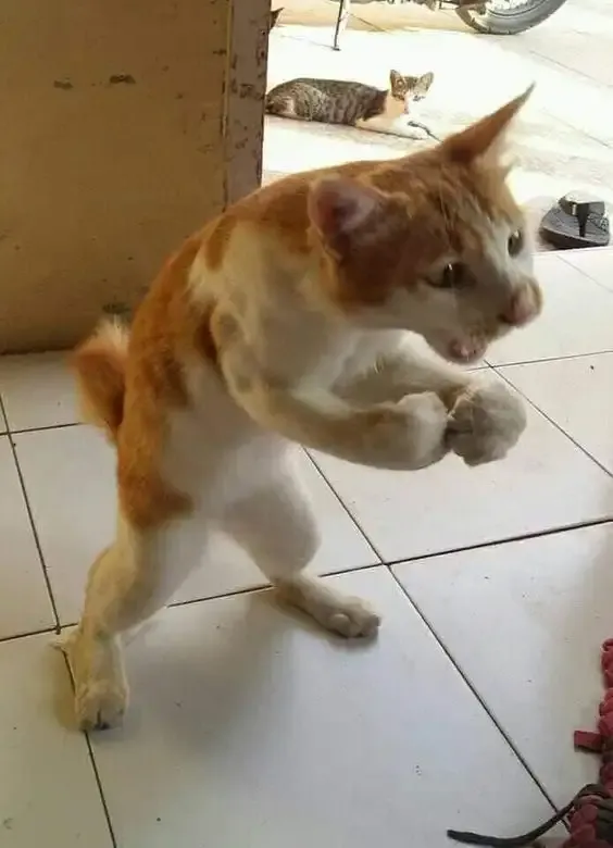 ảnh meme mèo 30