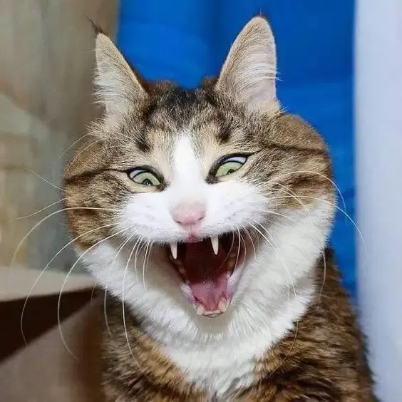 ảnh meme mèo 48