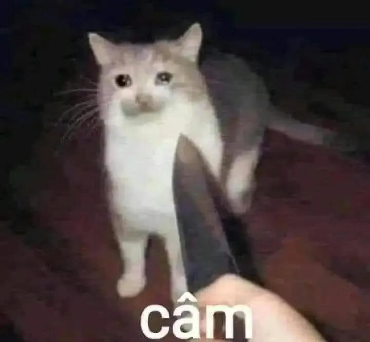 ảnh meme mèo cầm dao 14