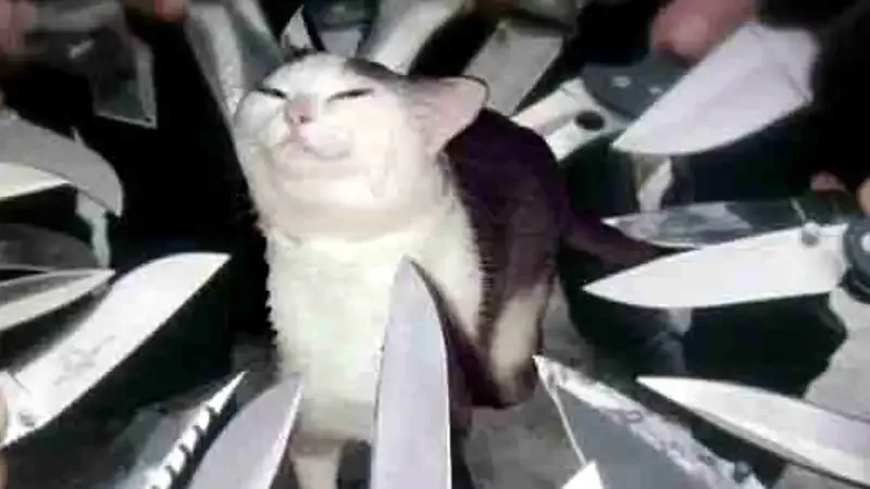 ảnh meme mèo cầm dao 3