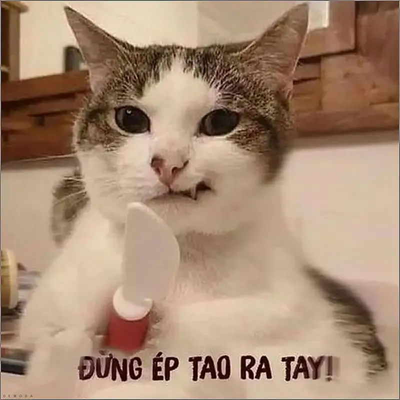 ảnh meme mèo cầm dao 2